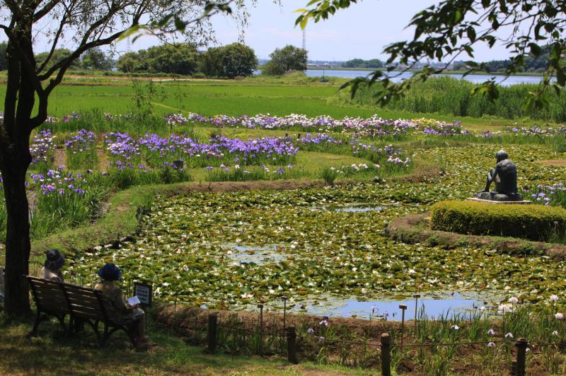 牛久市観光アヤメ園