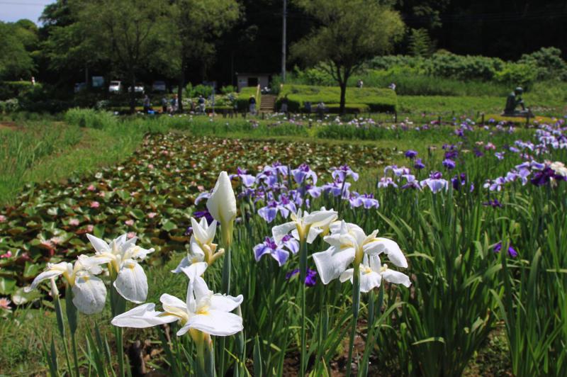 牛久市観光アヤメ園