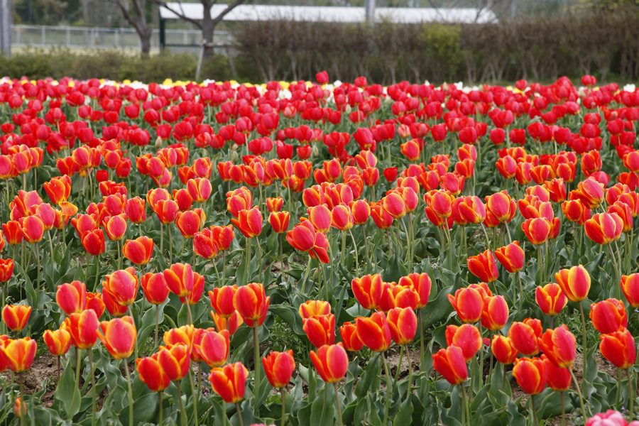 和田公園