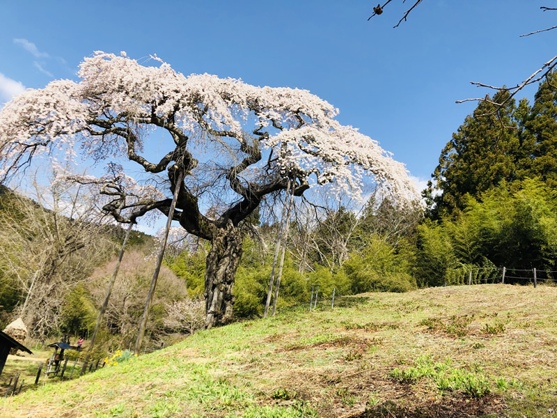 外大野のしだれ桜