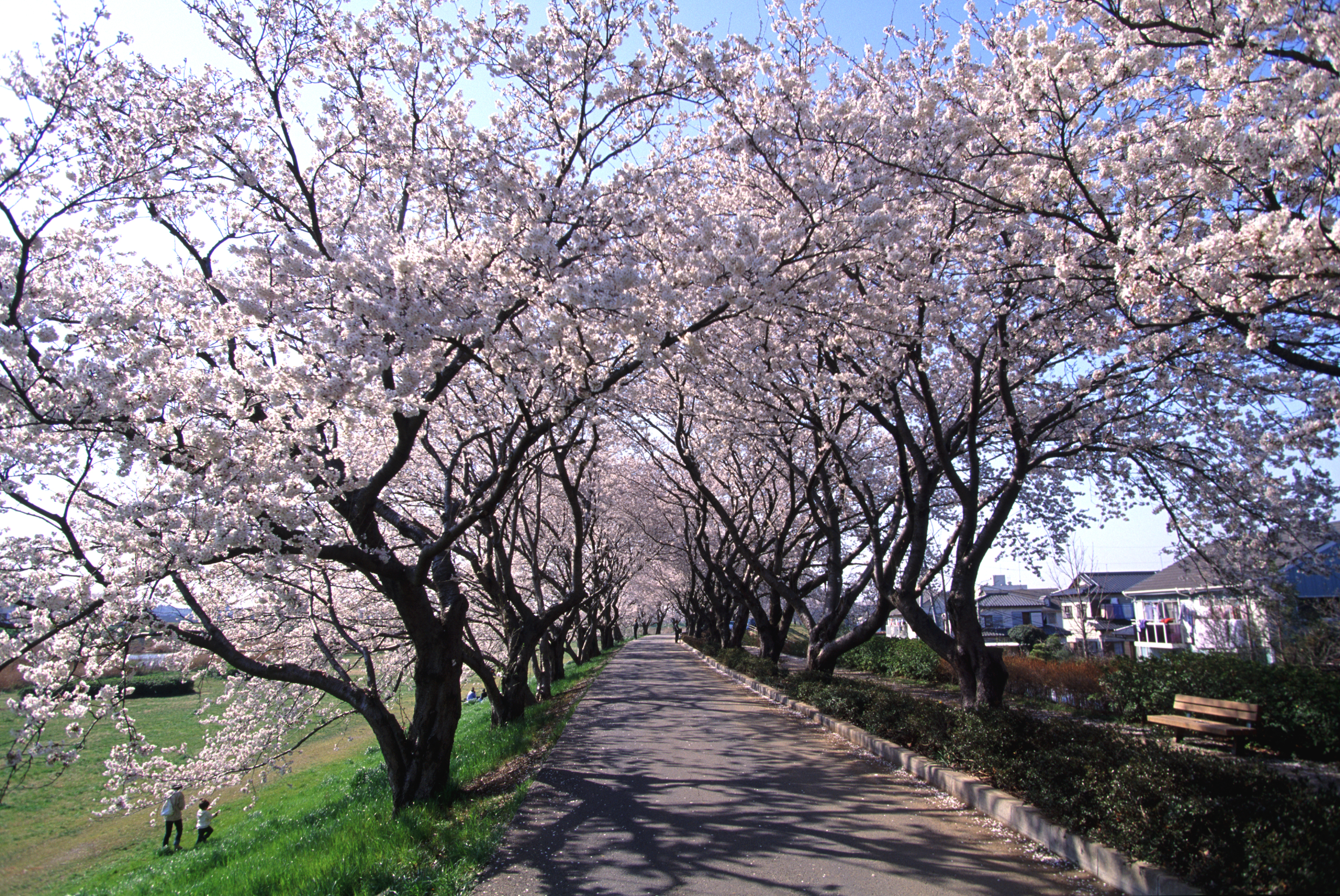 桜川堤