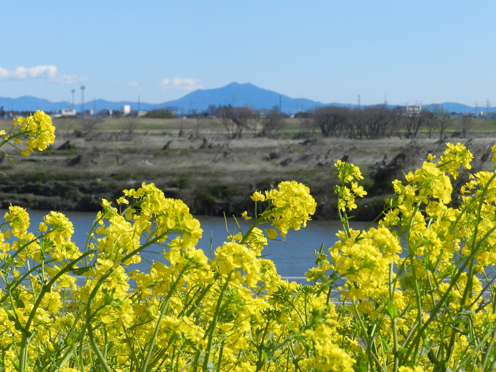 中の島公園