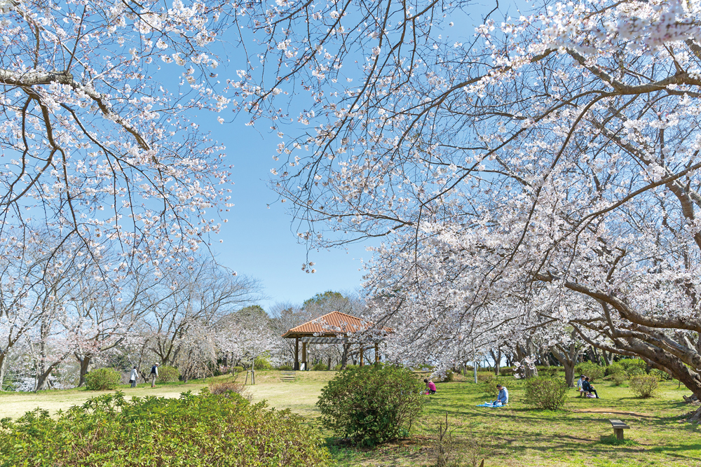 権現山公園