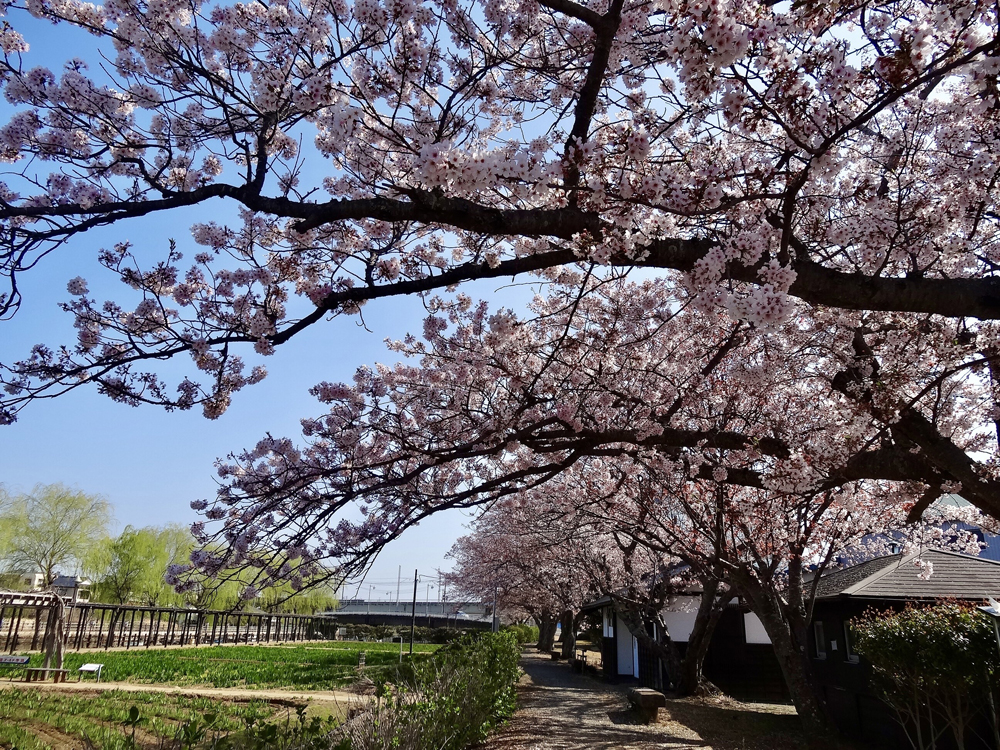 水郷潮来あやめ園