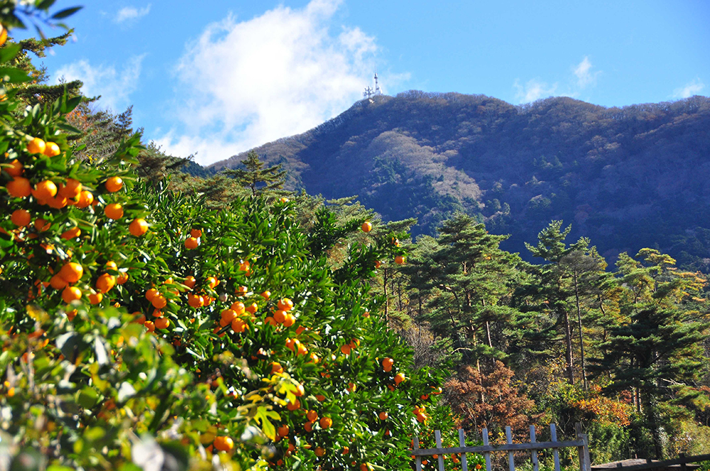 酒寄みかん園