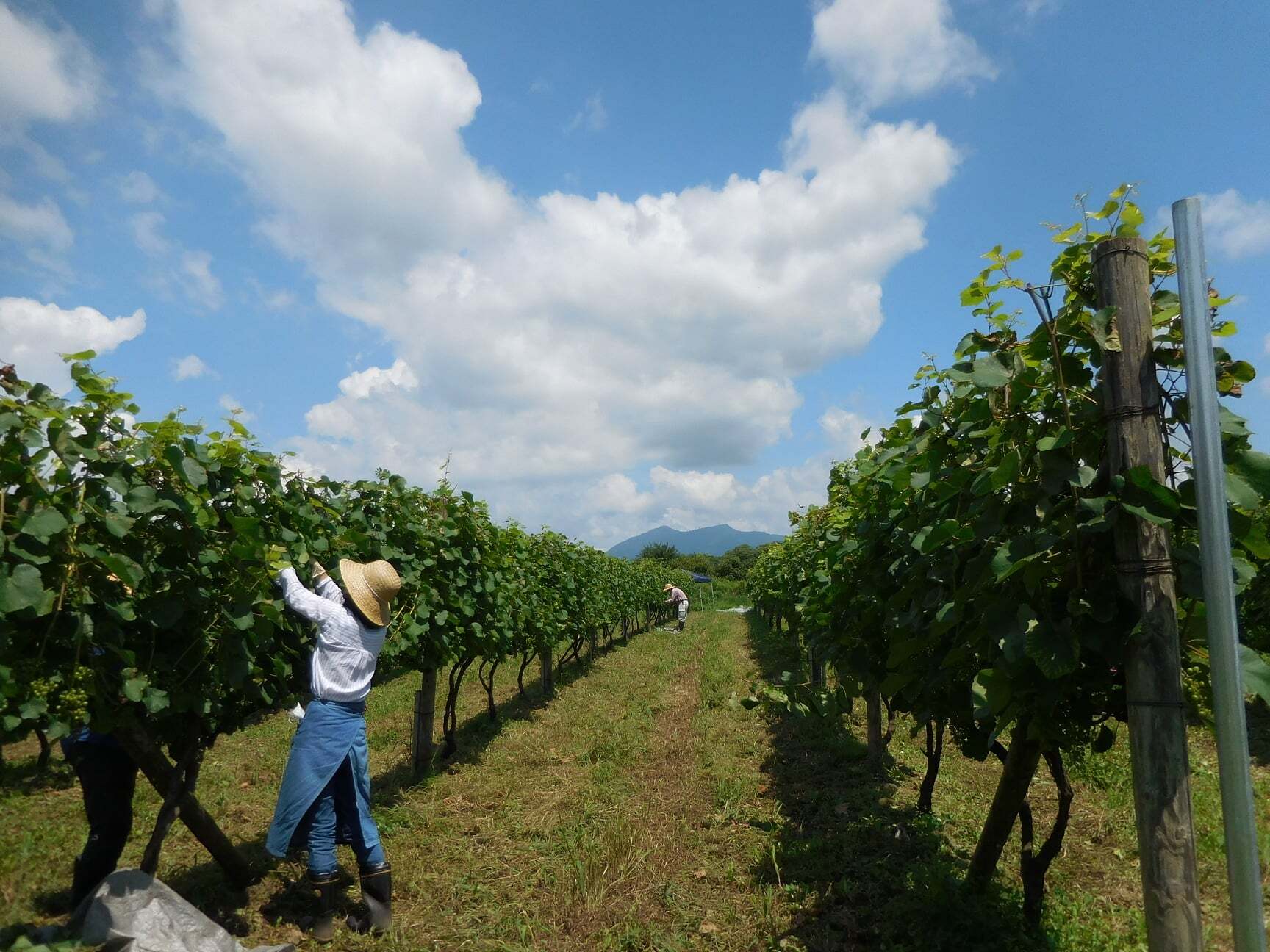 Tsukuba Vineyard (つくば産ブドウ１００％のワイン）