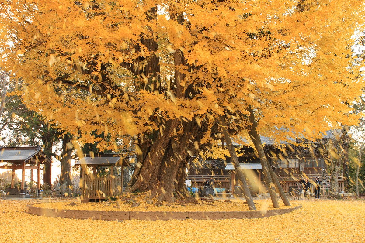 西蓮寺