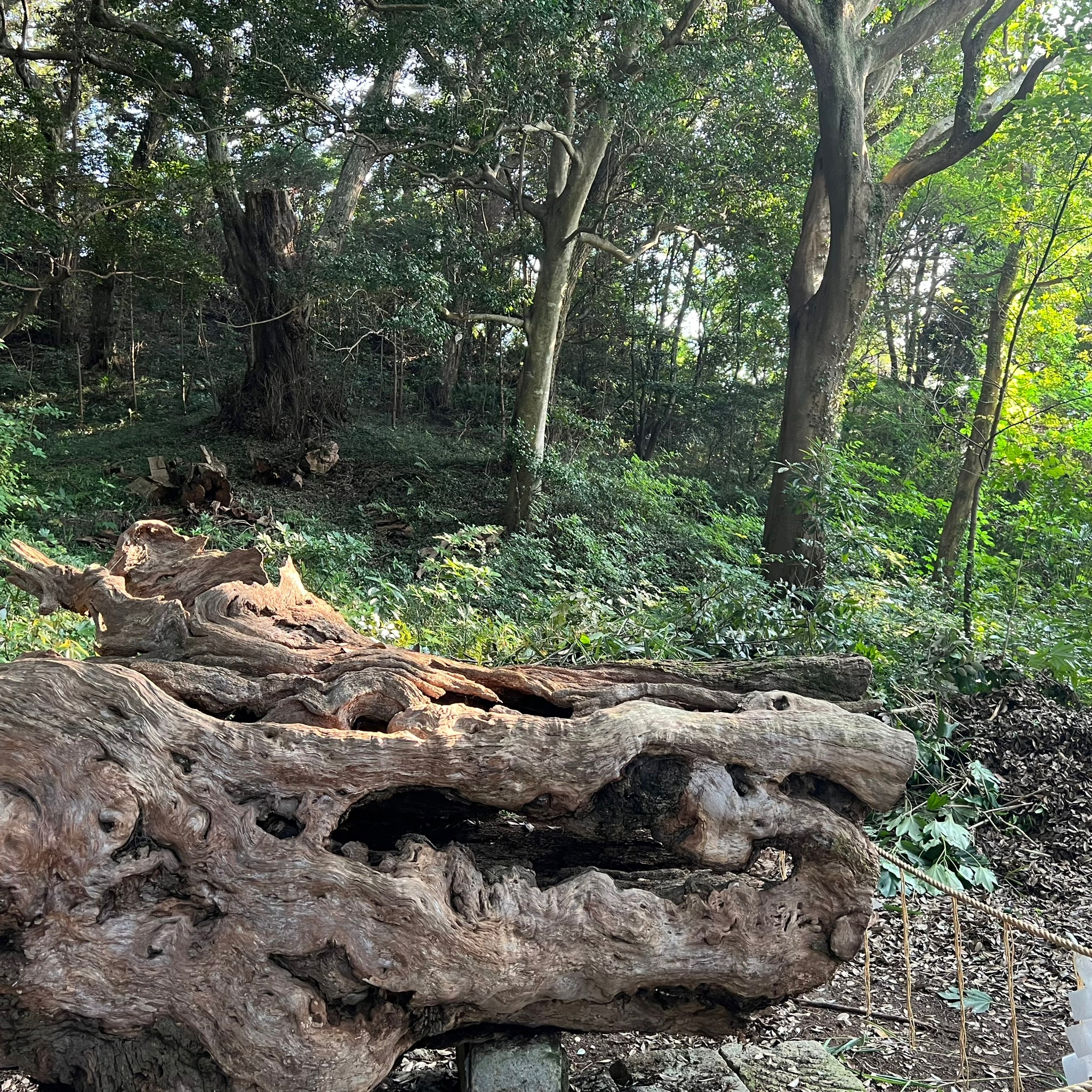 泉が森 泉神社 (イトヨの里 泉が森公園)