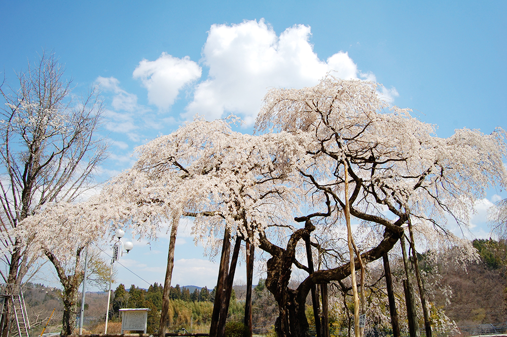 小生瀬地蔵桜