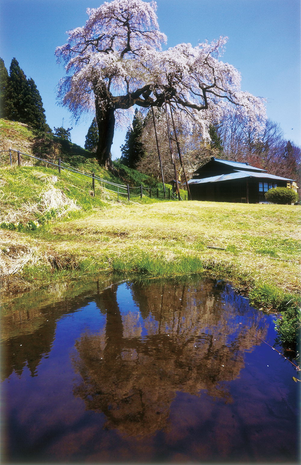 外大野のしだれ桜