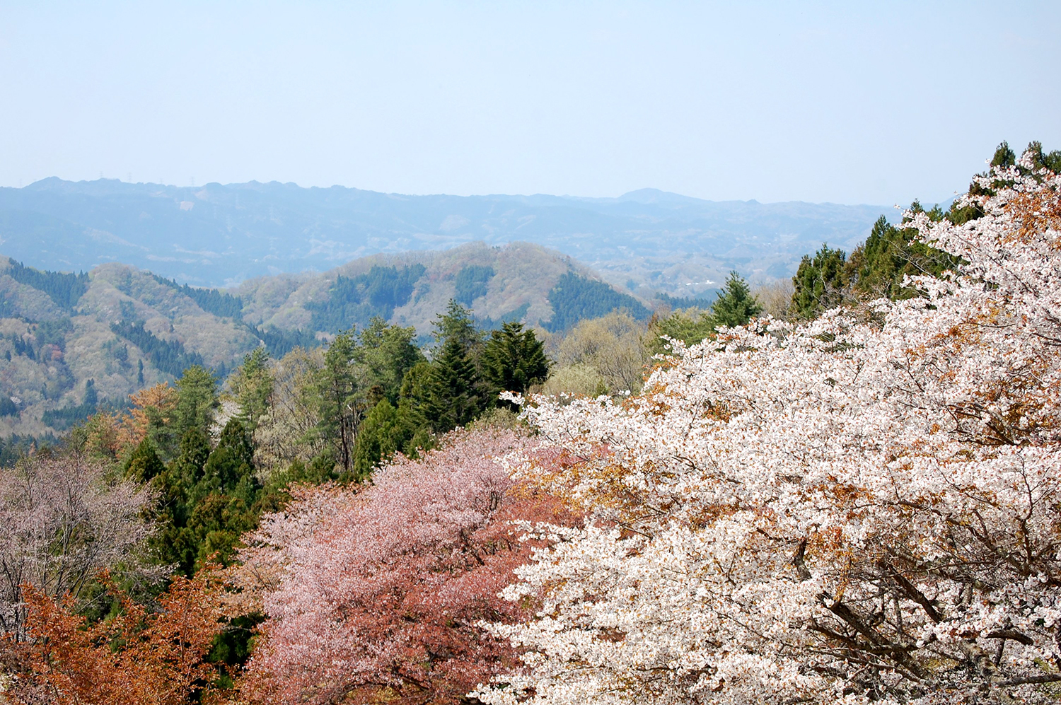 沓掛峠の山桜