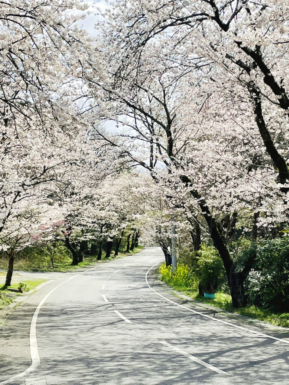 沖洲地区