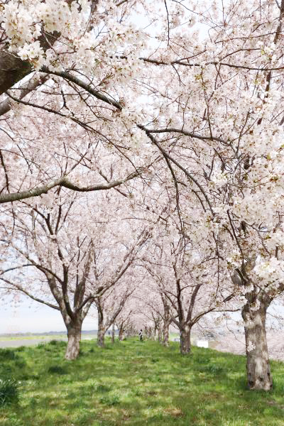 利根川桜づつみ