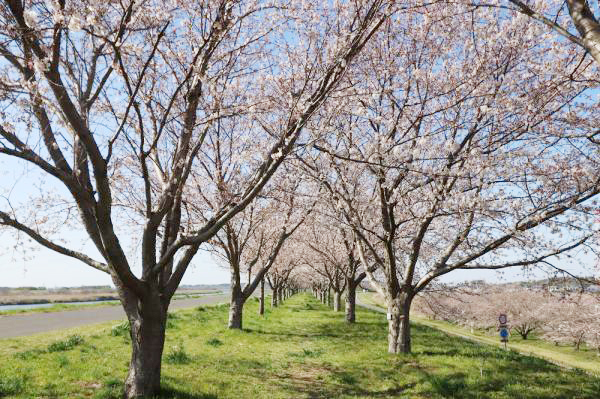 利根川桜づつみ