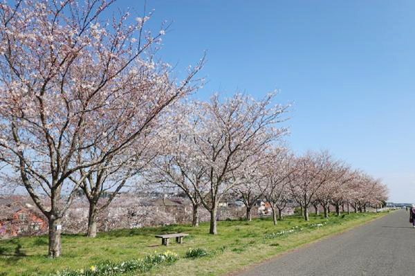 利根川桜づつみ