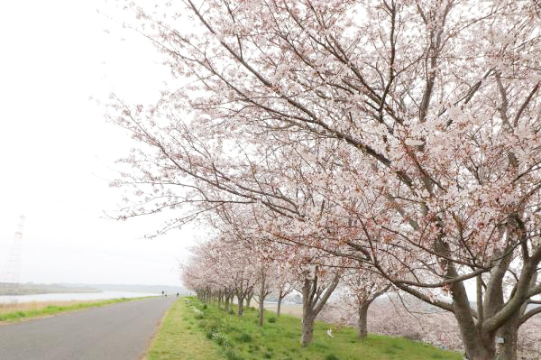 利根川桜づつみ