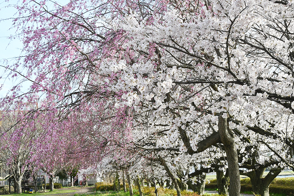 童夢公園