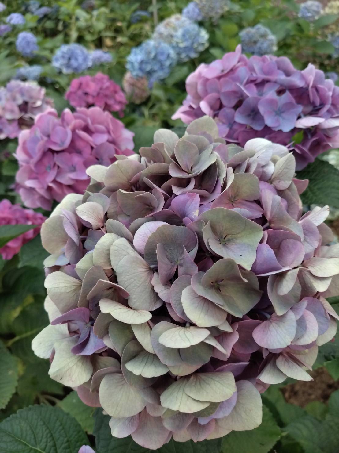 北茨城 あじさいの森