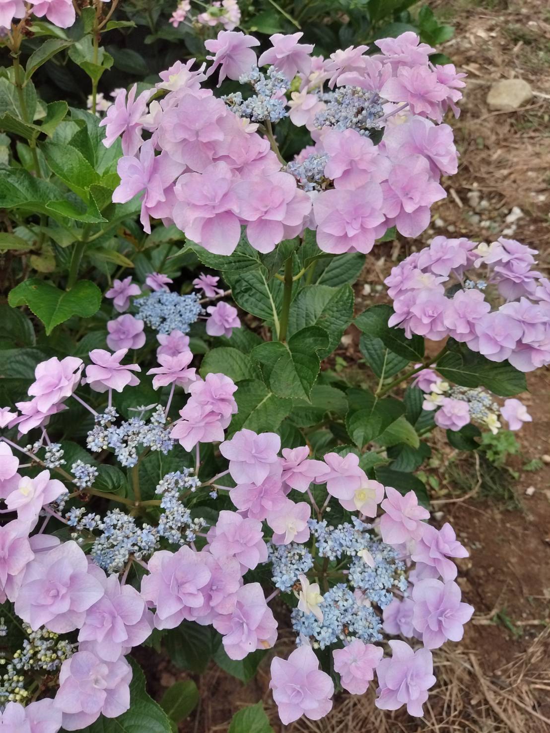 北茨城 あじさいの森