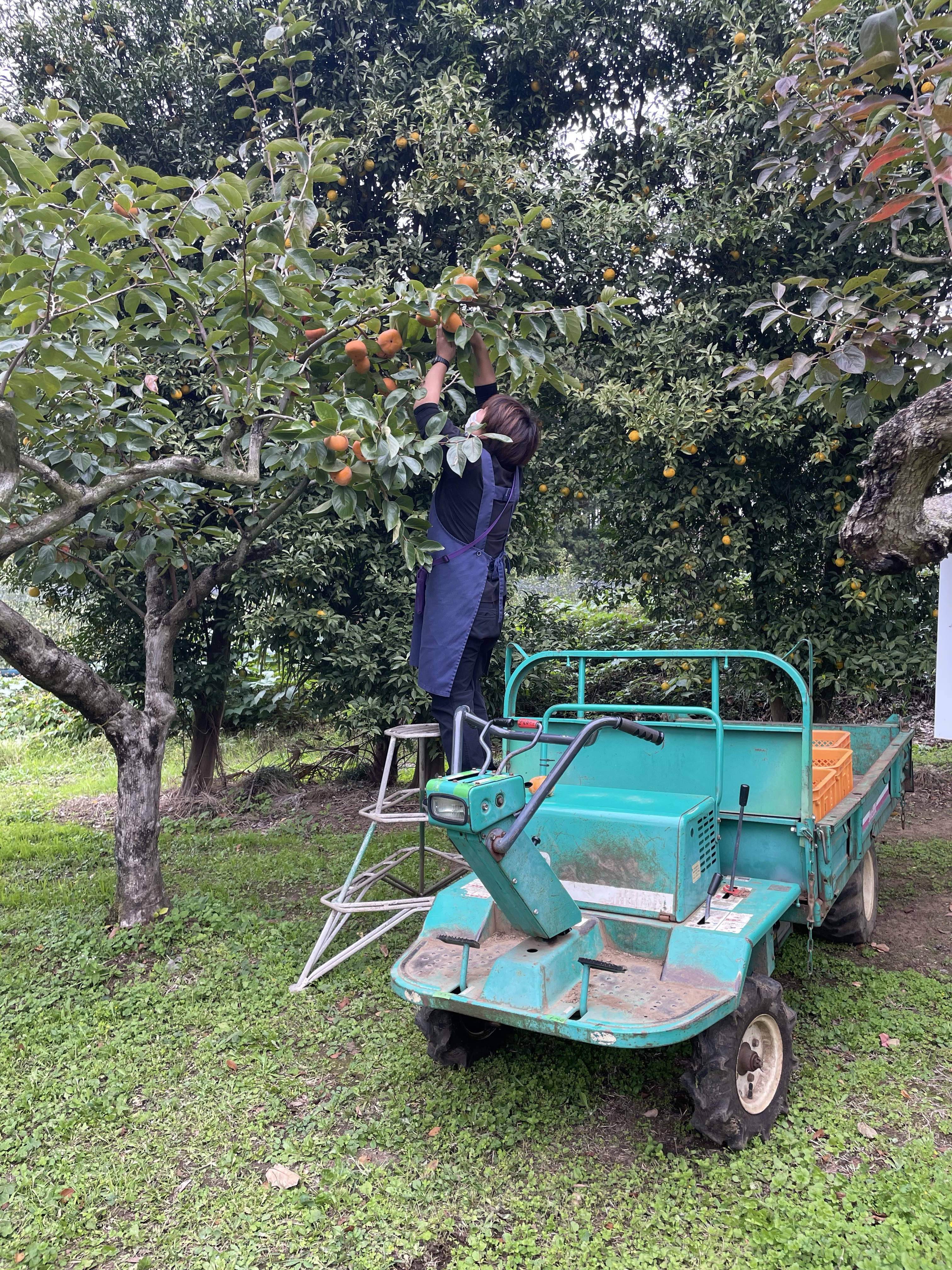 福田グリーン農園