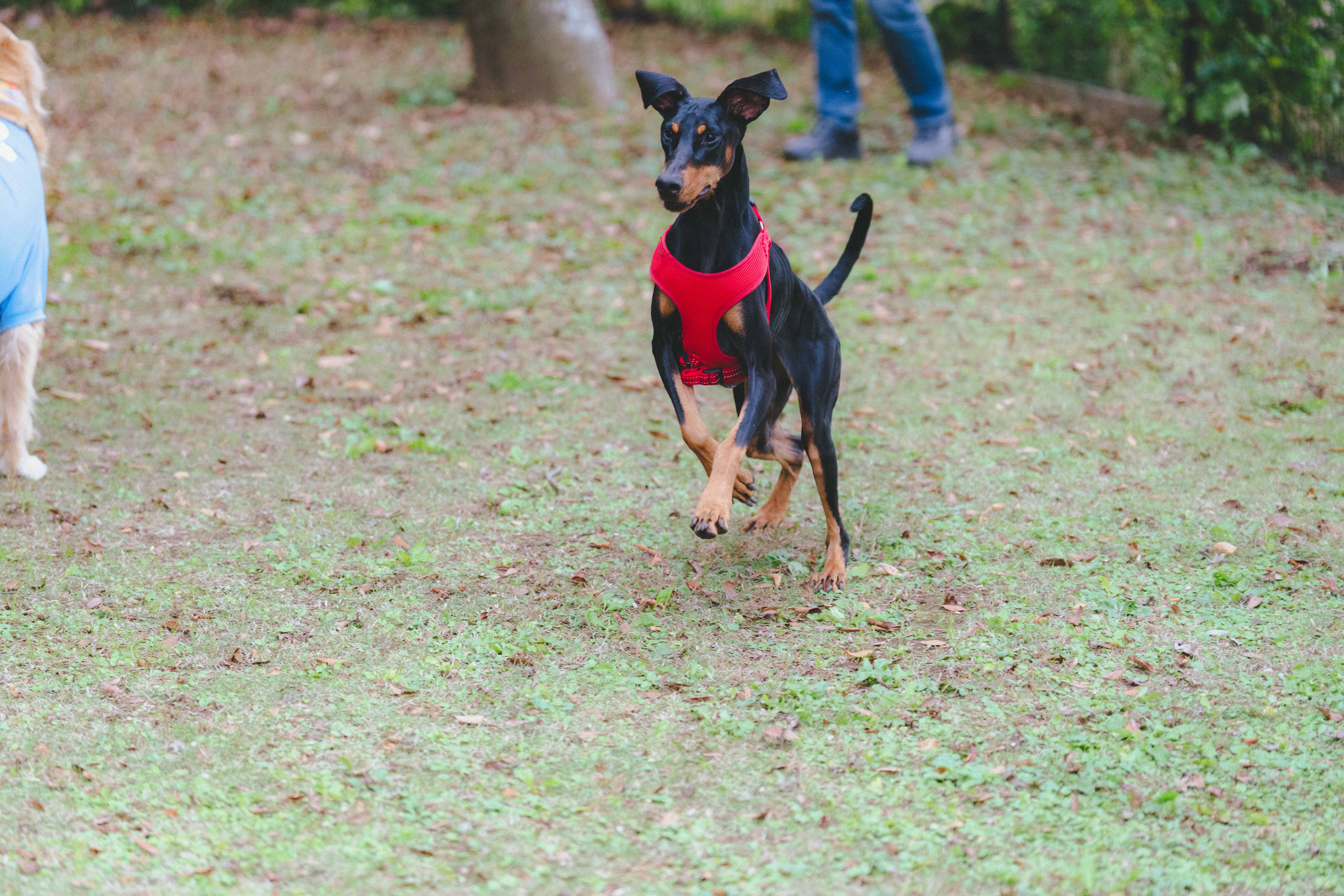 トラットリア・アグレステ（trattoria Agreste）