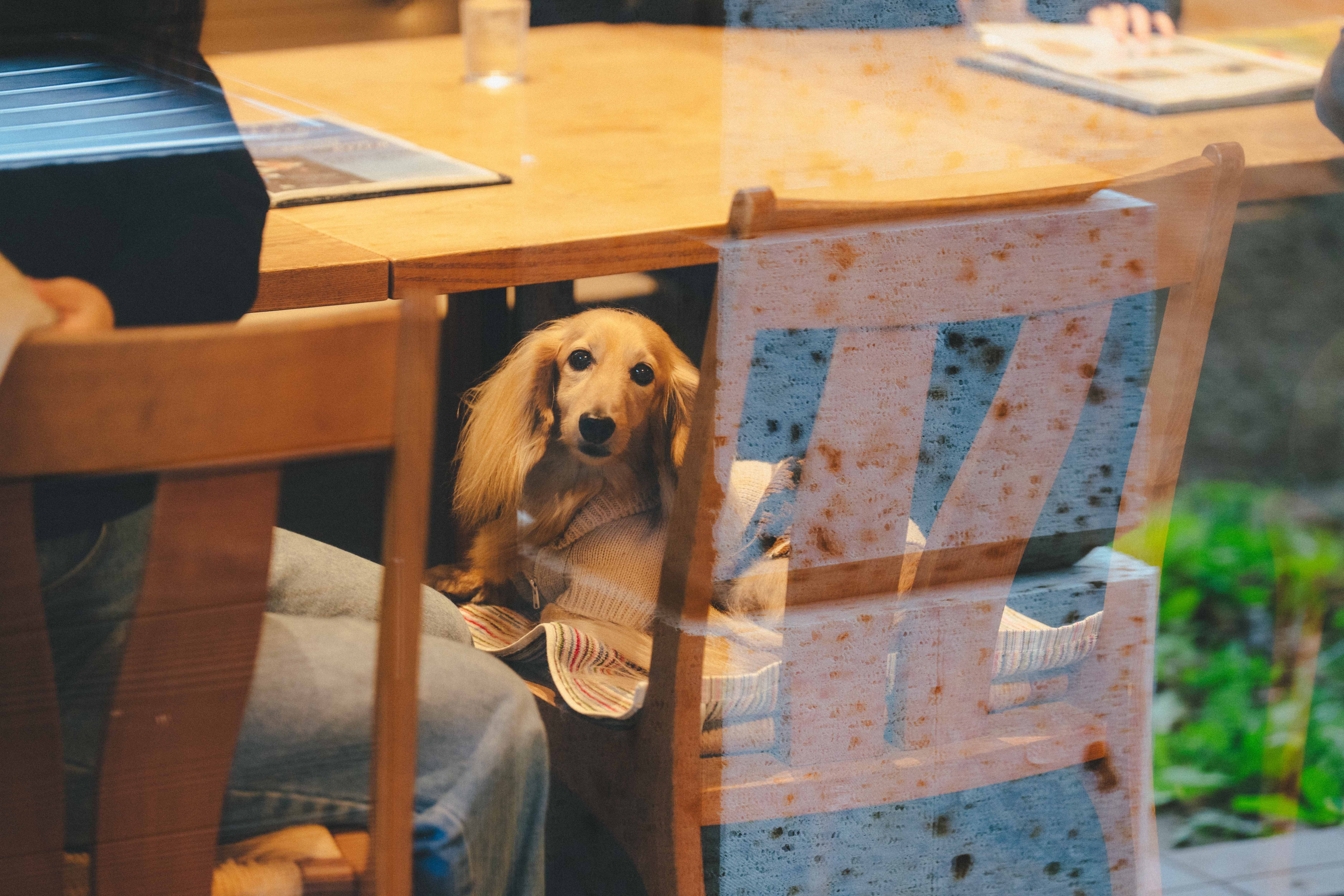 トラットリア・アグレステ（trattoria Agreste）