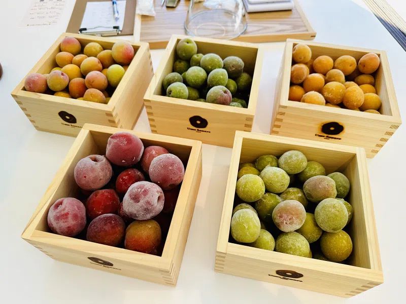 Ume Sonare OARAI