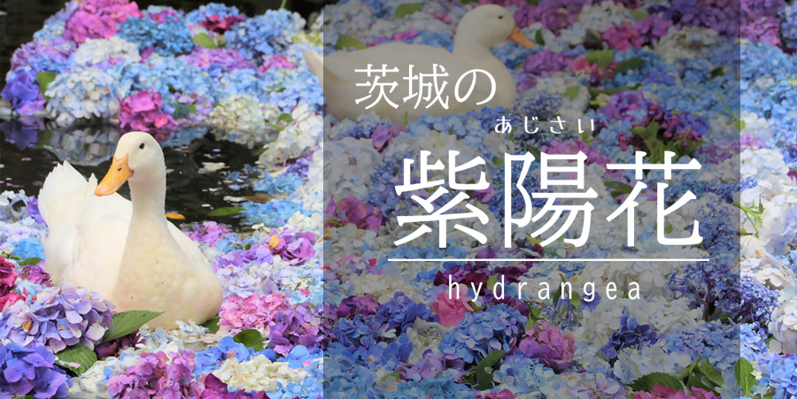 茨城のあじさい
