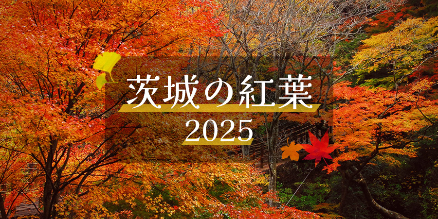 茨城の紅葉2025
