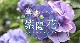 茨城の紫陽花を見る