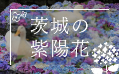 茨城の紫陽花を見る