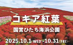 国営ひたち海浜公園 コキア紅葉を見る