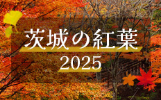 茨城の紅葉を見る