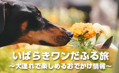 いばらきワンだふる旅 ～犬連れで楽しめるおでかけ情報～を見る