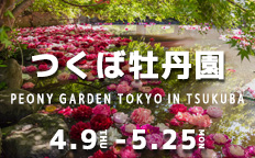 つくば牡丹園を見る