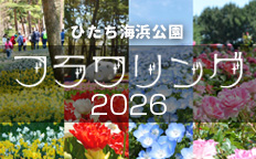 国営ひたち海浜公園 ネモフィラ2026を見る