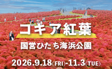 国営ひたち海浜公園 コキア紅葉を見る
