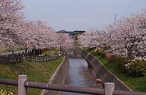 山下町鎧川桜