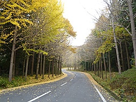 幡町銀杏並木