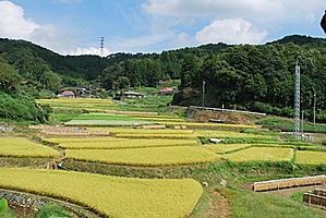 西河内中町田園