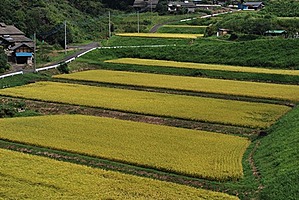 松平町田園