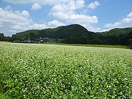 上利員町そば