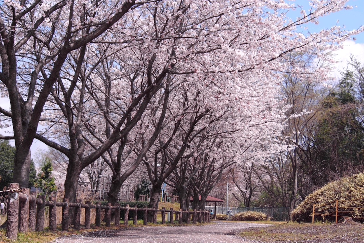 境町内の桜の木