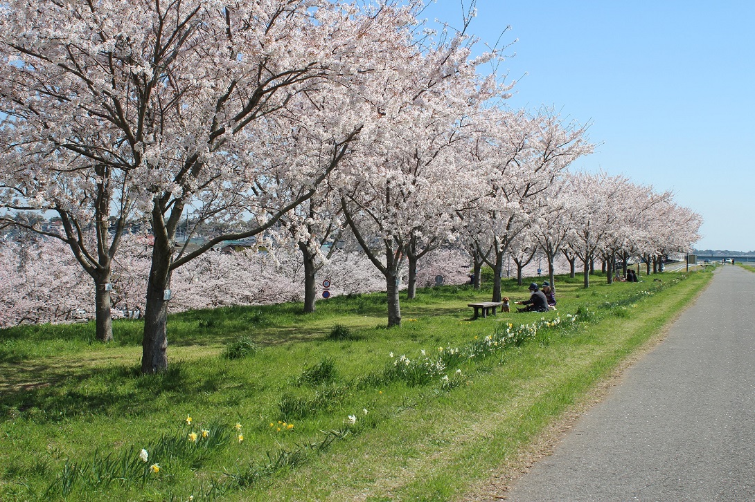 利根川堤防 桜づつみ
