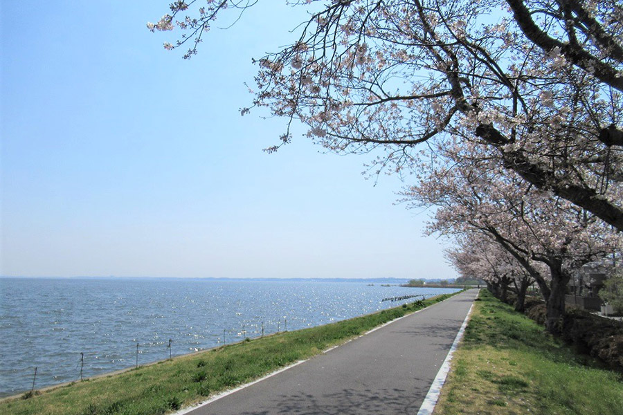 霞ヶ浦湖岸道