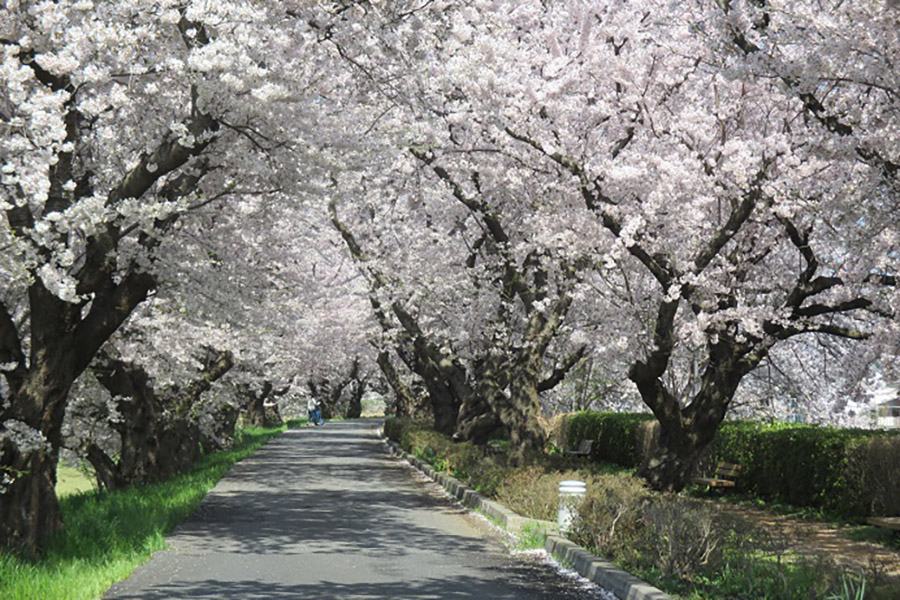 桜川堤