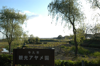 牛久市観光あやめ園