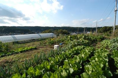 水戸市ふるさと農場