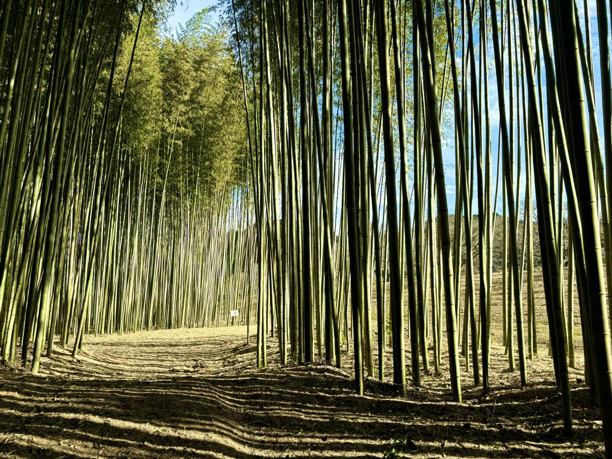 辰ノ口親水公園竹林