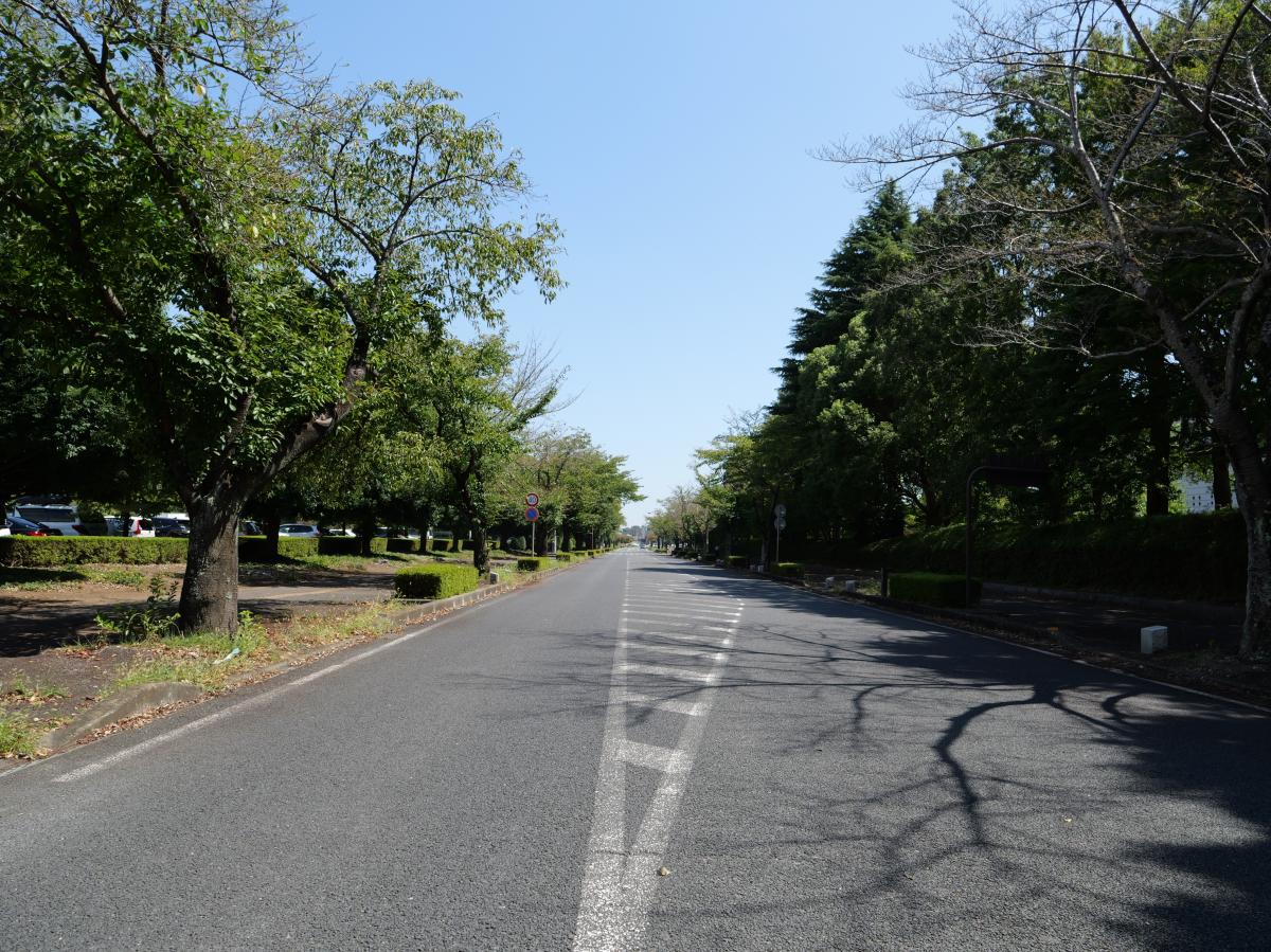 茨城県庁北通り（県道50号線　水戸神栖線、茨城県開発公社の南東丁字路から交差点名「県庁中央」の間